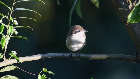 lanius cristatus, brown shrike