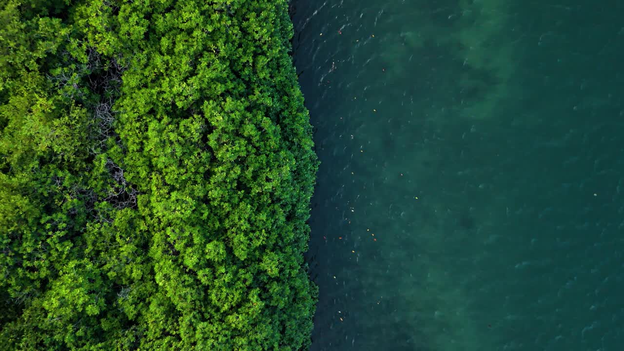 bosque de manglares contra las llanuras de barro del océano abierto, drone que se eleva
