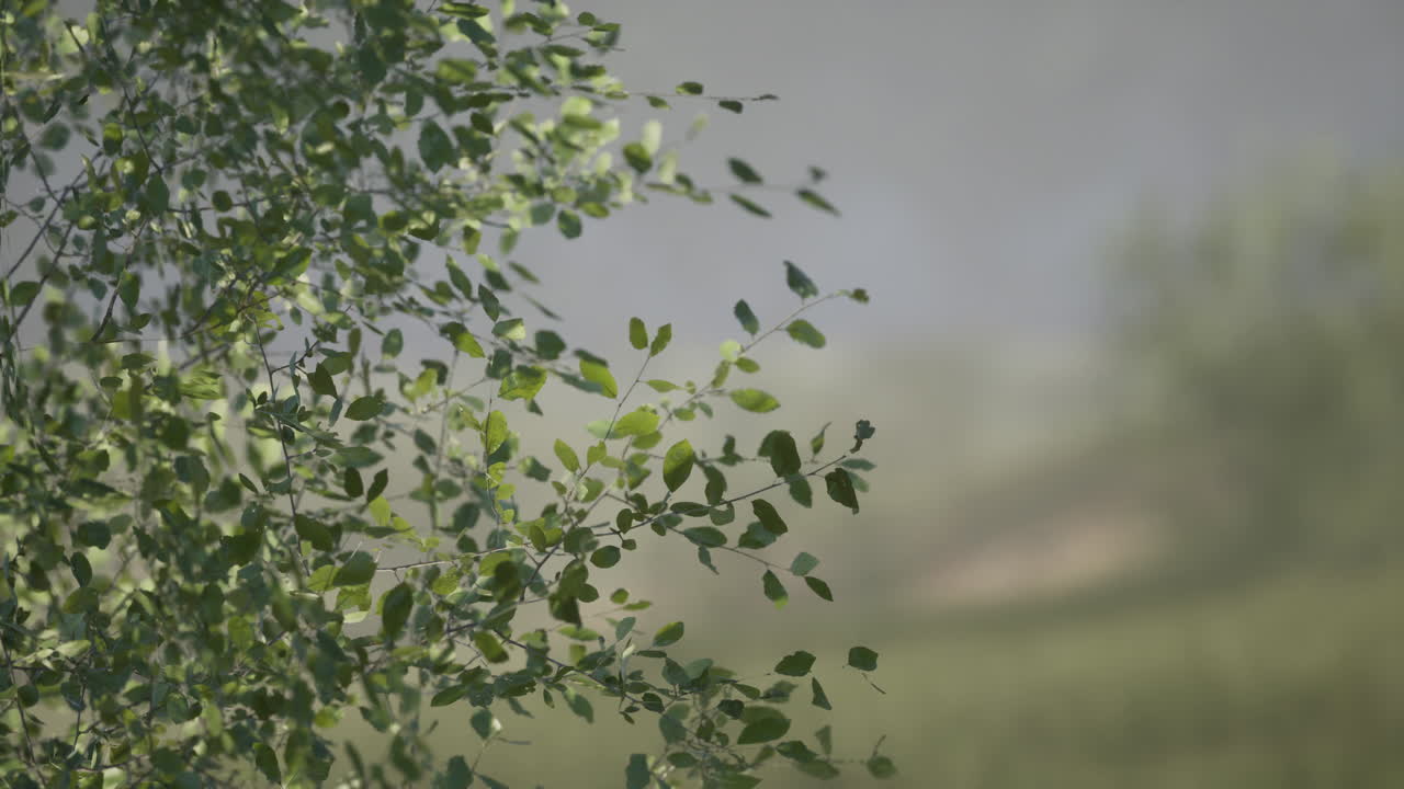 갈라진 잎의 클로즈업