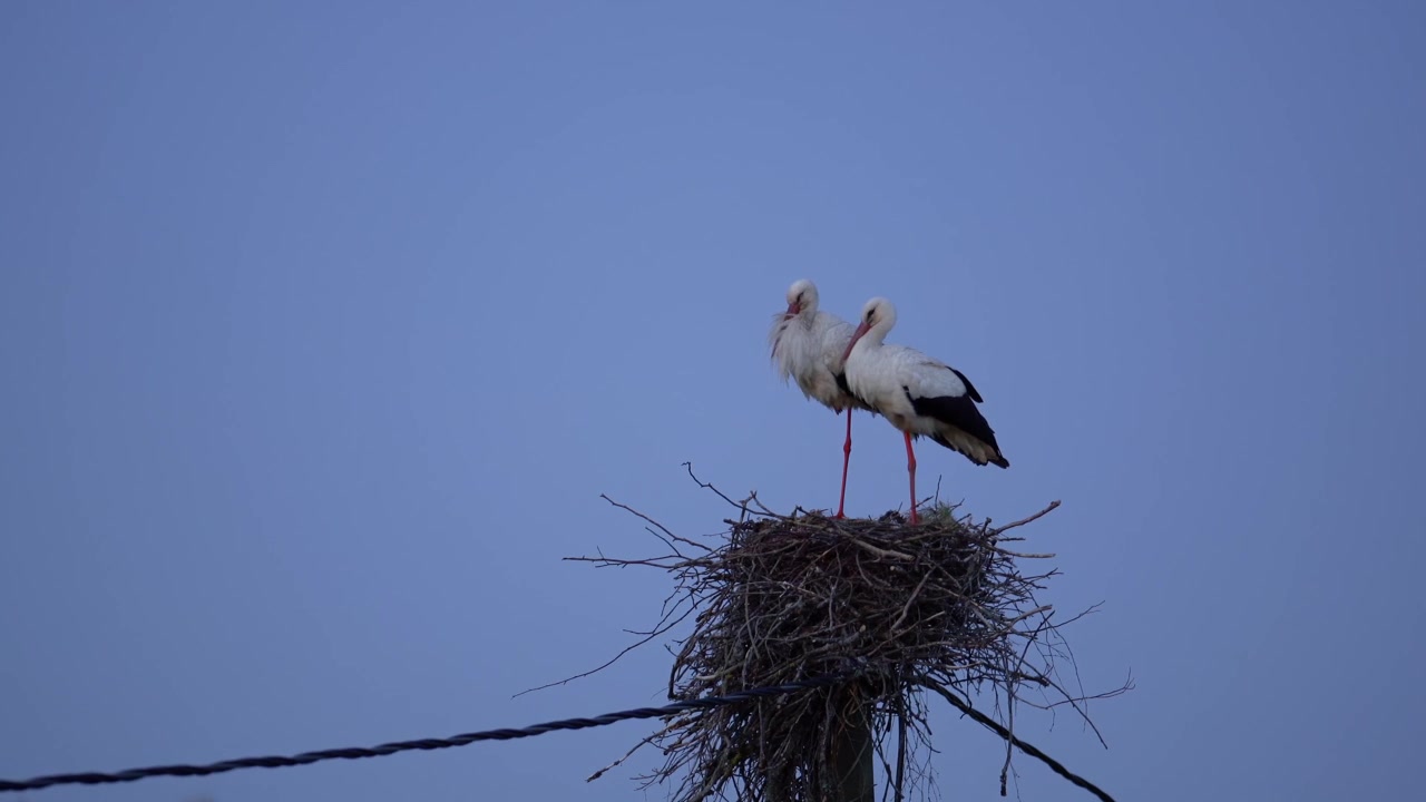 Une paire de cigognes blanches se tenant ensemble dans un grand nid de brindilles sur un poteau électrique sur fond de ciel crépusculaire bleu clair