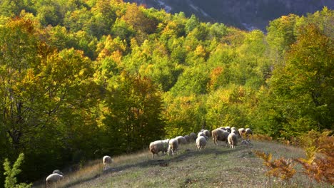 Sheep-heard-on-hillside,-grazing-meadow-surrounded-by-golden-trees-in-a-sunny-Autumn-day