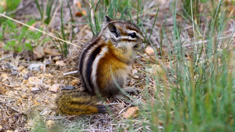 static video of a chipmunk chewing on grass. video is closeup.