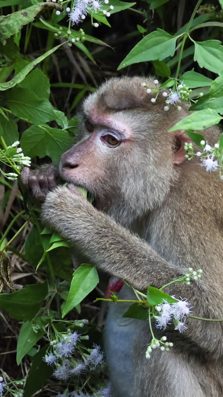 un mono interactúa con las plantas, posiblemente comiendo.