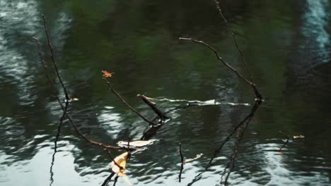 close up of dragonfly on branches sticking out of lake in asia on a cloudy afternoon