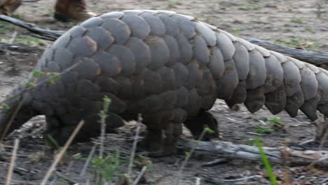 un pangolín africano en busca de hormigas pasa junto a la cámara y sale del encuadre