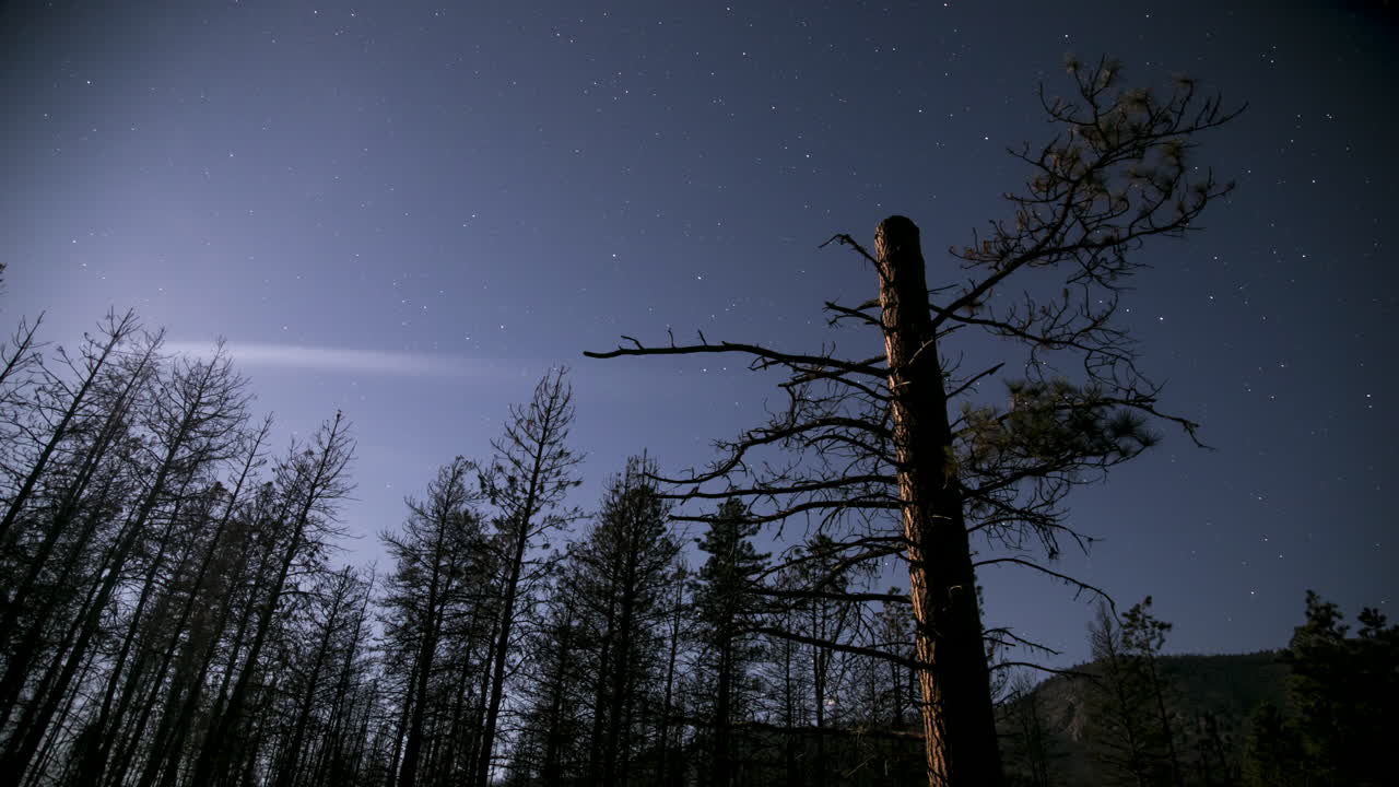 Timelapse di alberi, luce lunare, stelle, dalla sera senza luna al mattino