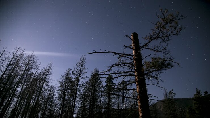 Timelapse di alberi, luce lunare, stelle, dalla sera senza luna al mattino