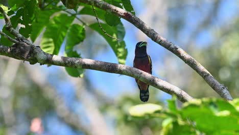 banded broadbill, eurylaimus javanicus