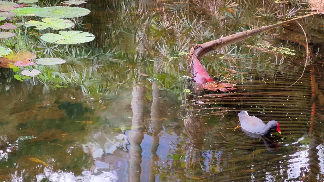 수생 무척추동물에 대한 먹이를 찾는 어두운 무척추동물 gallinula tenebrosa