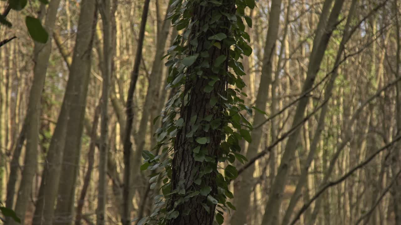 Epic Forest, trees, branches, leaves, roots, sun, clouds