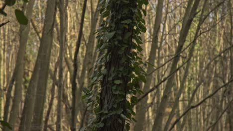 Bosque-épico,-árboles,-Ramas,-Hojas,-Raíces,-Sol,-Nubes