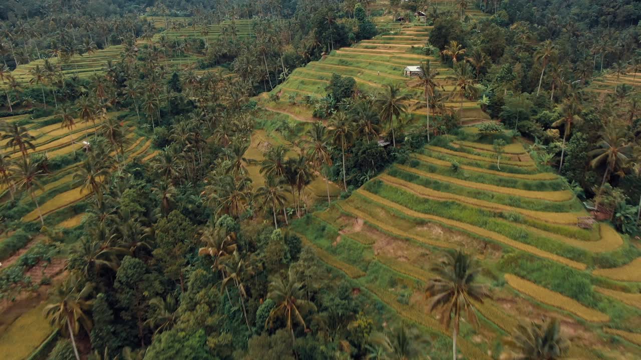 terraza de campos de arroz de bali y palmeras en las montañas