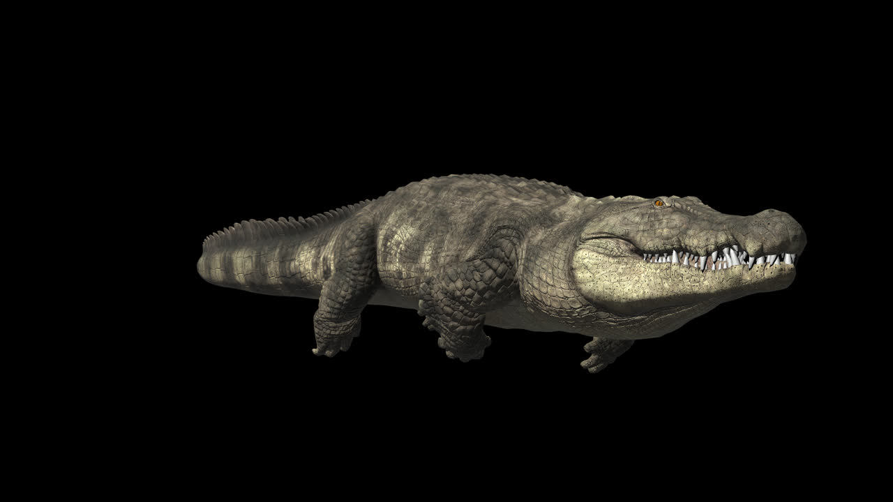 Crocodile Swimming With Alpha Channel