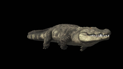 Crocodile Swimming With Alpha Channel