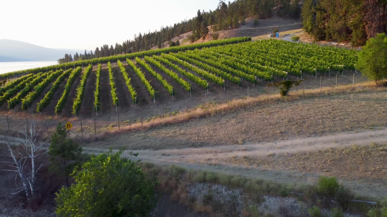 bodega con vistas al lago okanagan | país de los lagos, columbia británica, canadá | paisaje de okanagan | vista panorámica | filas de viñedos de vino | costa de la orilla del lago | hora de verano | orientado al sur kelowna | lakestone