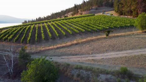 winery overlooking okanagan lake | lakecountry, british columbia, canada | okanagan landscape | scenic view | wine vineyard rows | lakeside shoreline | summer time | south facing kelowna | lakestone