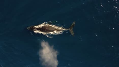 solo-giant-humpback-whale-blow-spout-and-dive-deep-in-blue-ocean-water