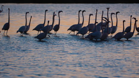 Bandada-En-Cámara-Lenta-De-Siluetas-De-Flamencos-Rosados-Puesta-De-Sol-Camarga-Francia.