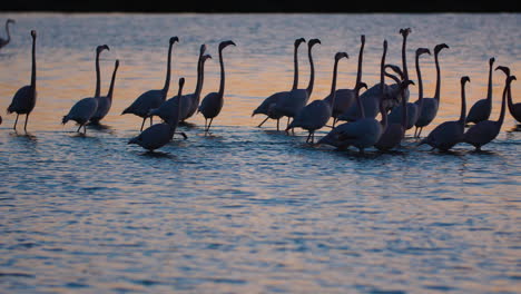 el movimiento lento de la bandada de flamencos rosados siluetas puesta de sol camargue francia.
