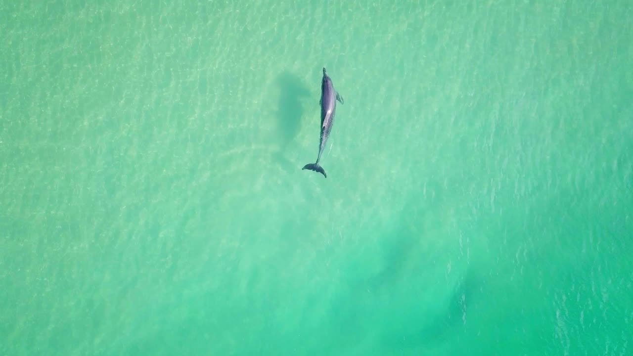 Spectacular aerial morning flight over dolphin in wild colorful ocean, Australia
