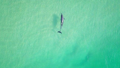 espectacular vuelo aéreo matutino sobre delfines en un océano salvaje y colorido, australia