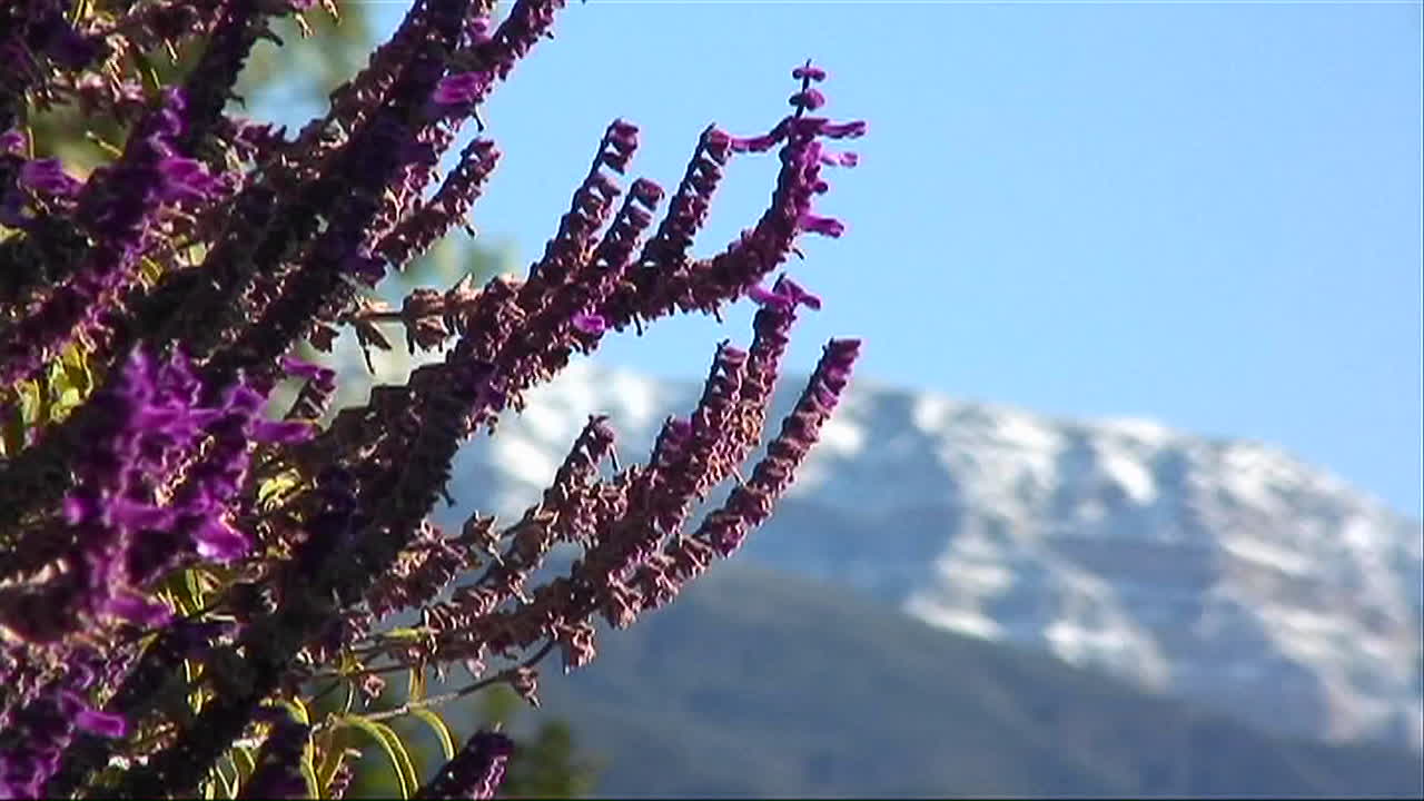 primer plano de pequeñas flores de montaña púrpura