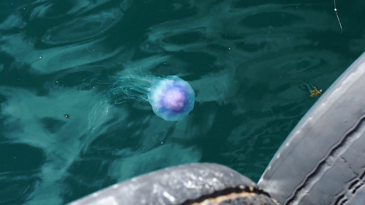 노르웨이 스타방에르 항구의 맑고 푸른 물에 긴 메두사가 떠 있는 파란색과 보라색 해파리
