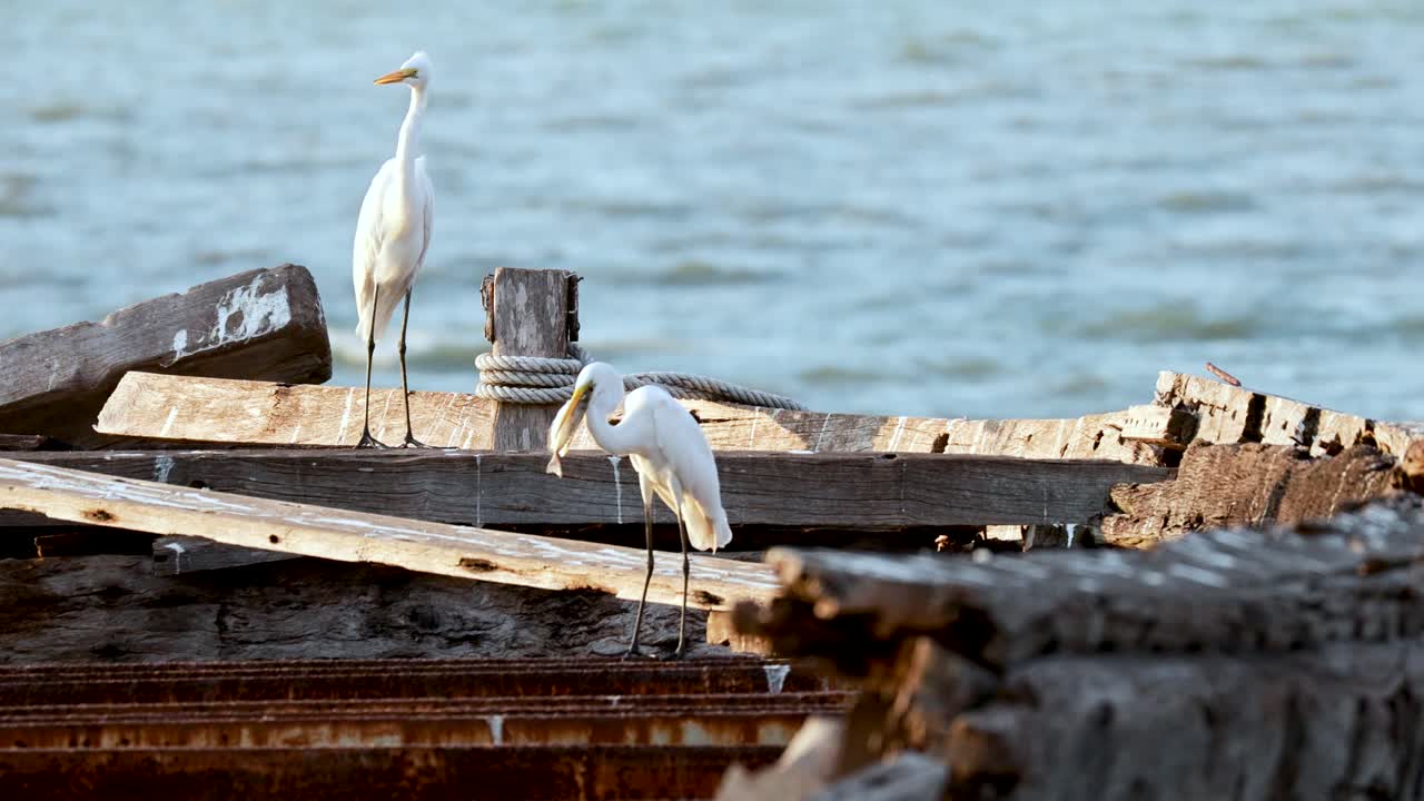 나무 배 에 서 있는 두 마리 의 헤론
