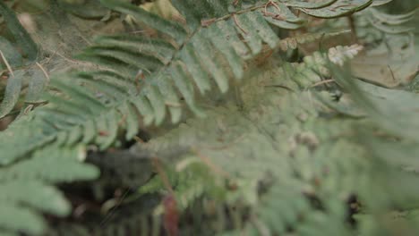 A-green-leaf-covered-in-a-light-spider-web