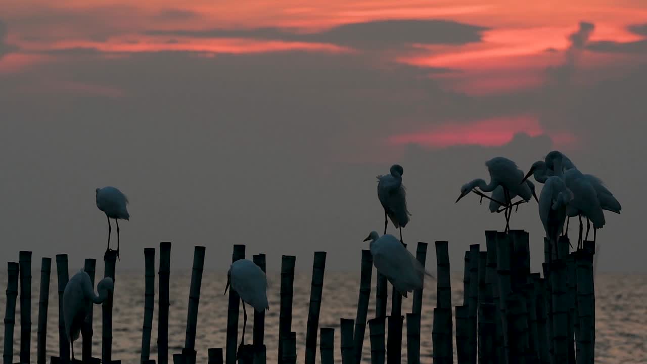 la garceta grande, también conocida como garceta común o garceta grande