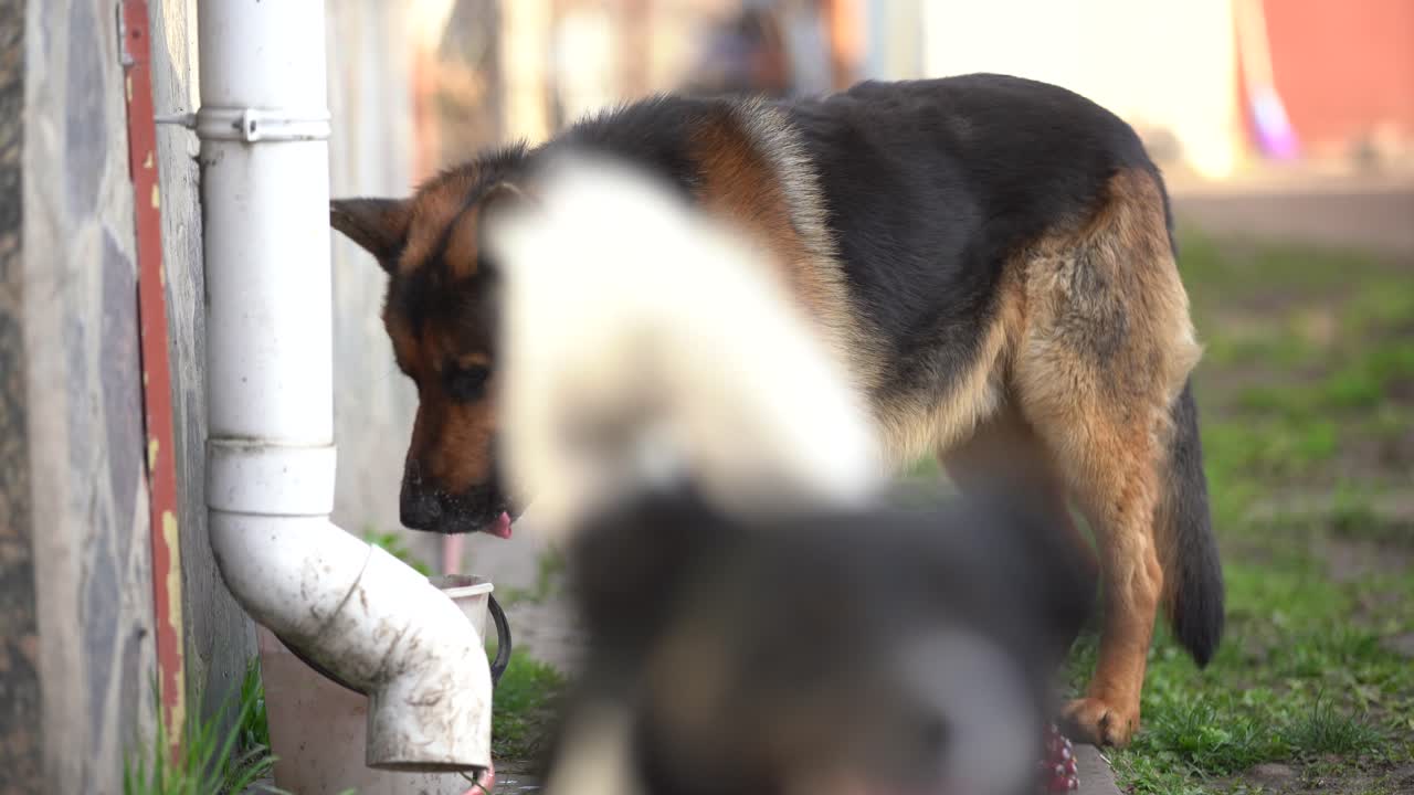 아름다운 독일 목자 가 직접 카메라 를 쳐다보며 물 을 마시고 있다