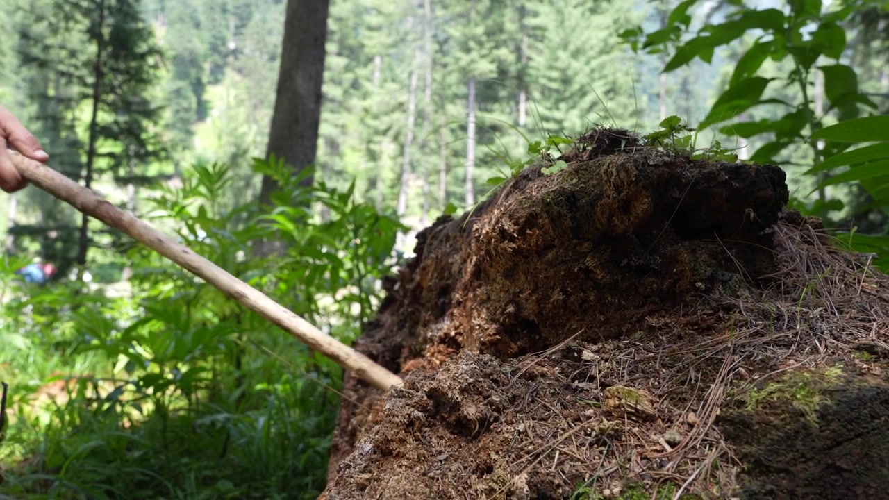 Osoba bada luźną ziemię i korzenie patykiem obok powalonego drzewa w gęstym lesie