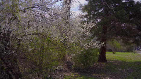 spring tree covered all in white blossoming colors