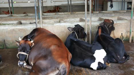 cows in a farm shed