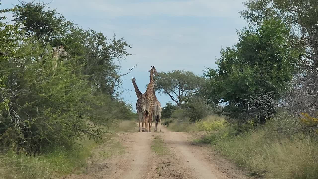 cruza caminos con una colonia de jirafas mientras el coche conduce a través de las selvas de sudáfrica