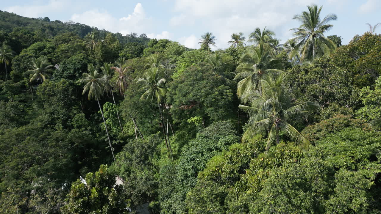 Drone shot of a beautiful peaceful rainforest filled with lush greenery,