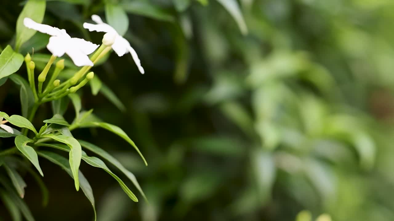 A white flower gently sways surrounded by vibrant green leaves, creating a serene natural scene.