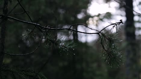 Un-árbol-En-Un-Bosque-Oscuro