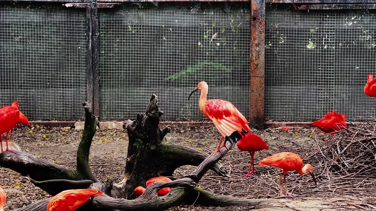 The big bird,flamingoes walking on the ground