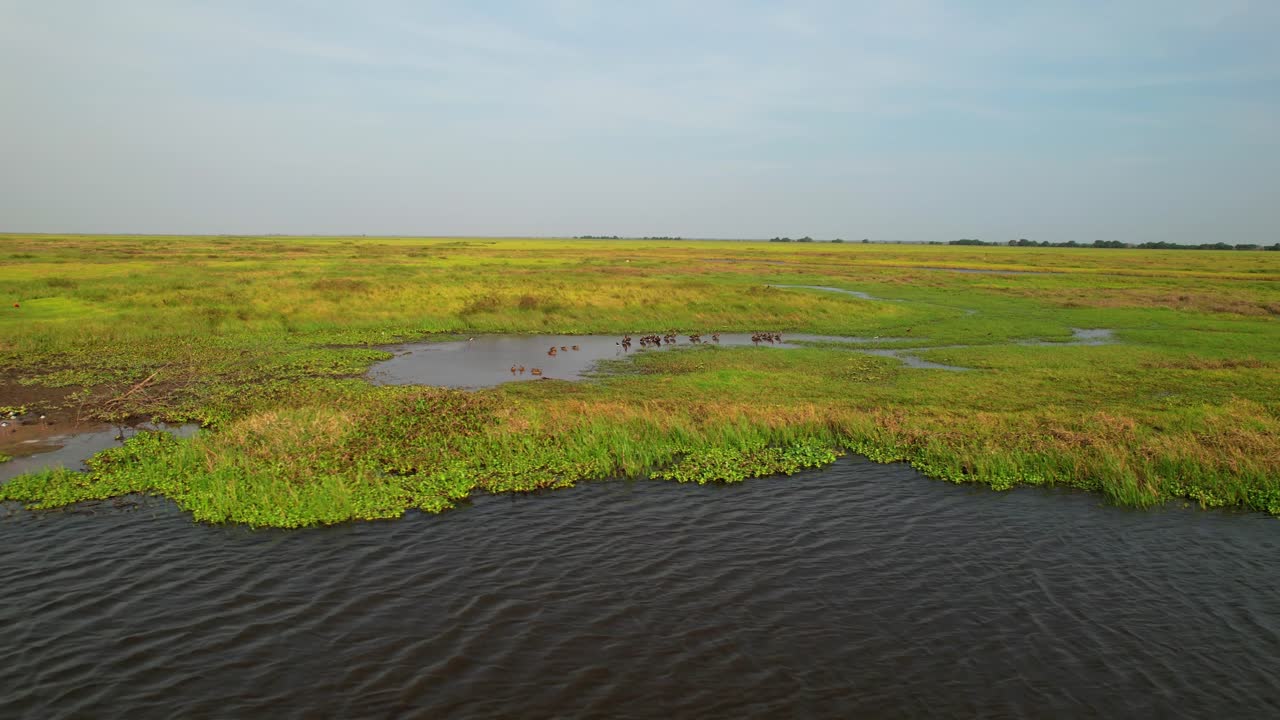 vista aerea cinematografica delle paludi dei Llanos che rivela un paesaggio calmo e tranquillo, pieno di animali autoctoni all'alba. Cavalieri d'Italia, capibara, anatre