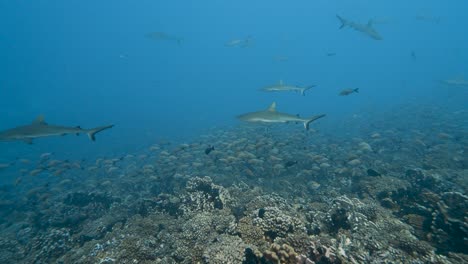 grey reef sharks patrolling a tropical coral reef in clear water, surrounded by snappers in the atoll of fakarava in the south pacific ocean around the islands of tahiti