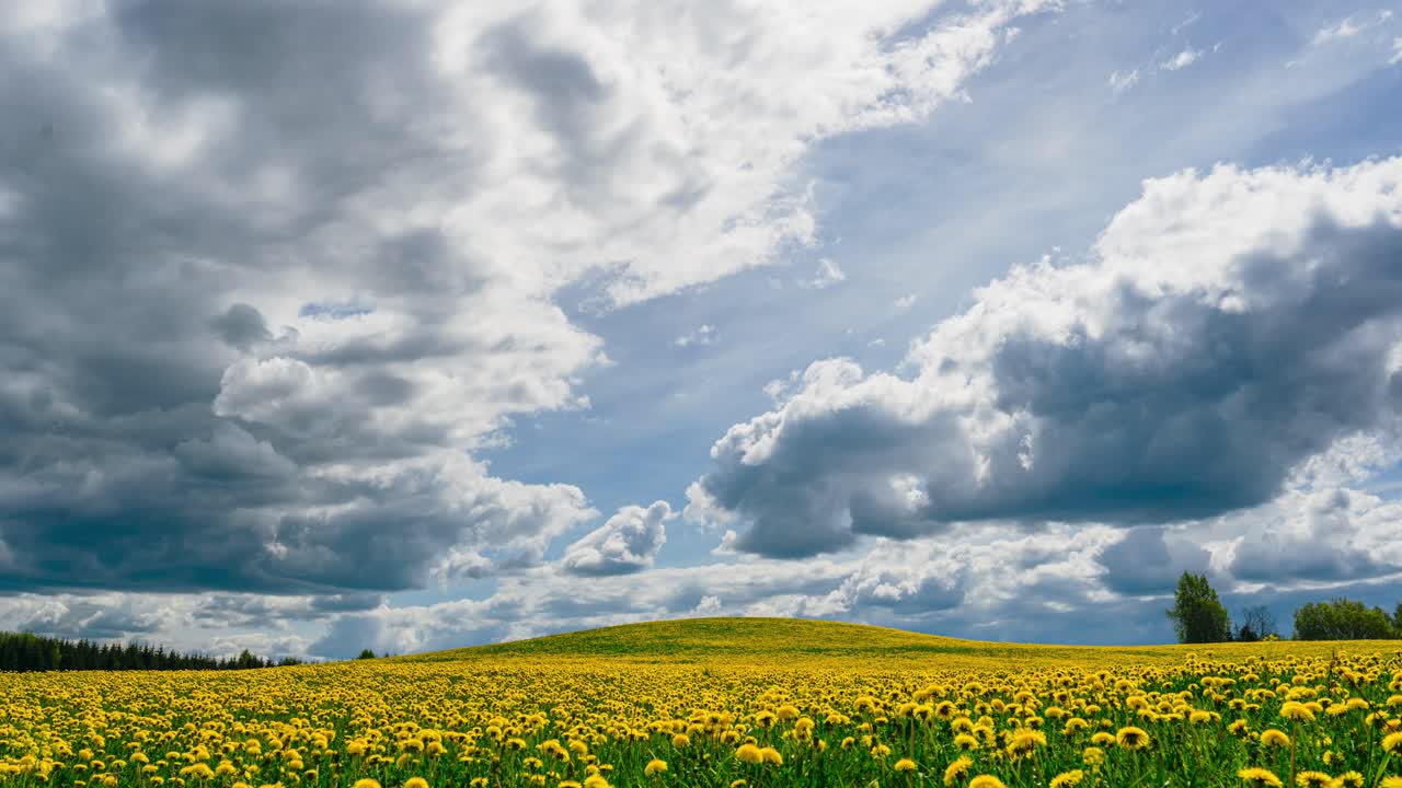 hermoso lapso de tiempo del campo de diente de león amarillo en la primavera