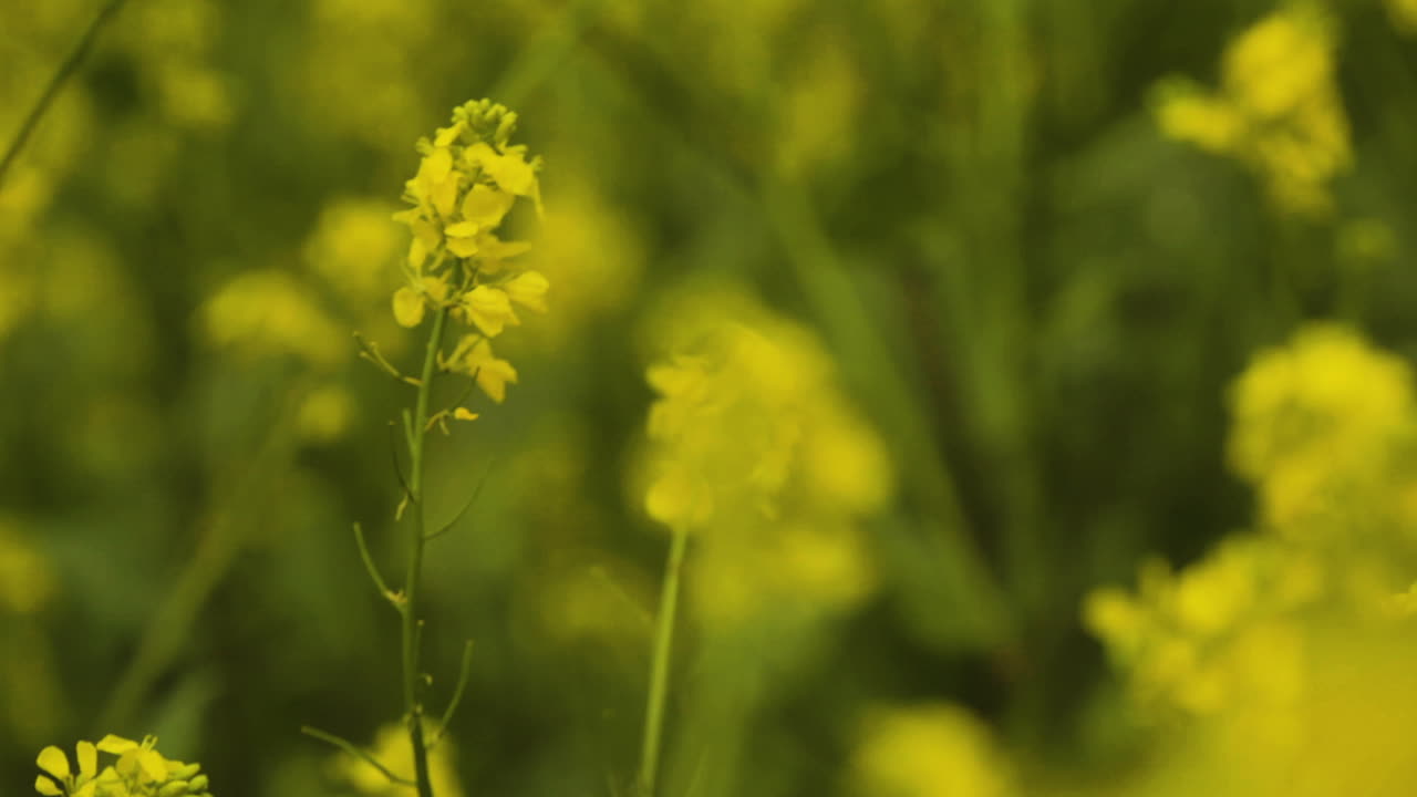 Scatto macro di un bellissimo fiore giallo in un campo.