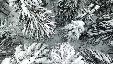 a focused woman driving effectively in a beautiful winter landscape surrounded by snowy scenery and in a snowy forest a determined woman grips the steering wheel skillfully maneuvering her vehicle through the winter landscape showcasing her impressive concentration and exceptional driving skills