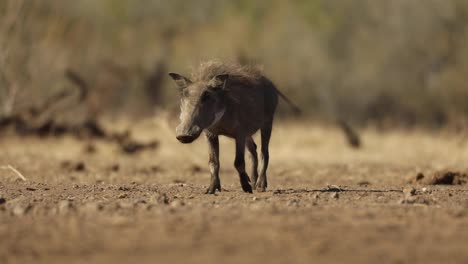 Low-angle-shot-of-a-young-warthog-staring-into-the-camera-before-walking-off,-Mashatu-Botswana