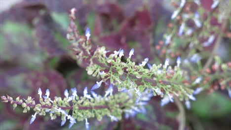 4k-Nahaufnahme-Von-Blumen,-Die-Sich-Im-Wind-Bewegen