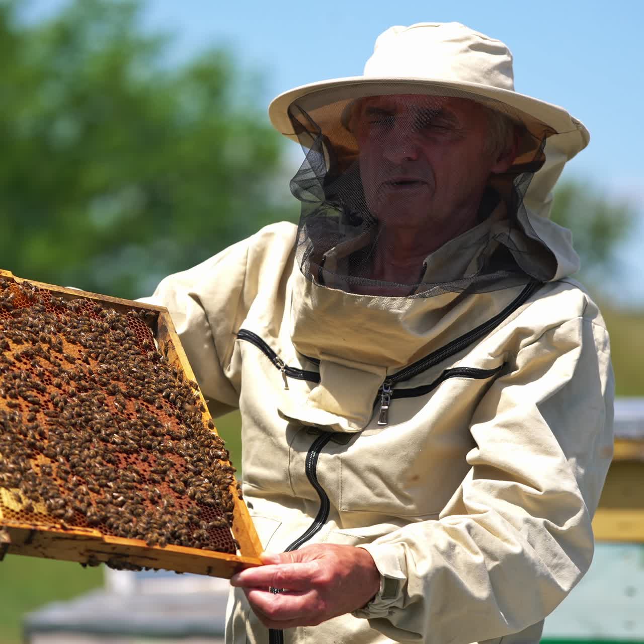 Adult old man in protective outfit and hat holds a frame covered with bees. Apiarist turning frame in his hands checking up the harvest. Blurred backdrop