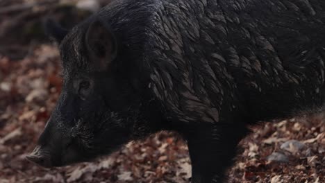 wild-boar-side-profile-chewing-slomo-autumn-scene-with-leaves