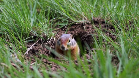 groundhog peeking from burrow