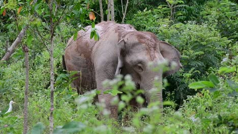 Los-Elefantes-Asiáticos-Son-Especies-En-Peligro-De-Extinción-Y-También-Son-Residentes-De-Tailandia